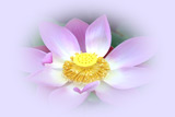 Lotus meditação